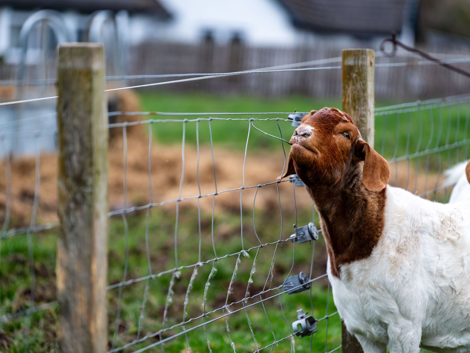 Boer goat testing a woven wire field fence strung between wooden posts